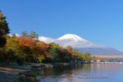 紅葉まつり会場の様子