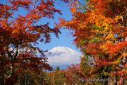 紅葉の中に富士山