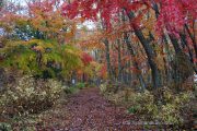 山中諏訪神社境内の紅葉