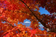 紅葉の額に入った富士山