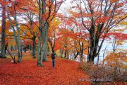 落ち葉で埋まった遊歩道