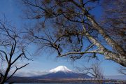 湖に張りだした枝の下から望む富士山