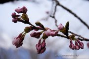 2019桜の開花定点観測 VOL.04