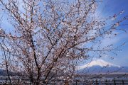 長池親水公園の富士桜