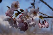 2019桜の開花定点観測 VOL.06
