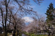 忍野お宮橋から桜並木