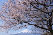 忍野村忍草の桜