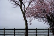 雨の山中湖畔に咲く富士桜