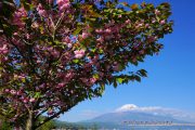 湖畔の八重桜