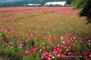 花の都公園のポピー