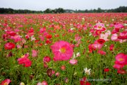 花の都公園のポピー