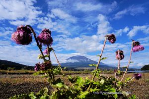 きらら前のフジアザミと富士山