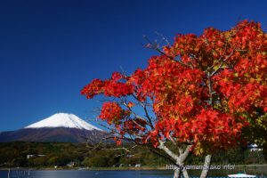 紅葉と雪化粧した富士山