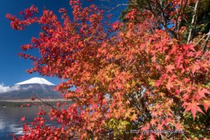 紅葉と富士山