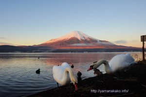 えさを食べる白鳥と富士山
