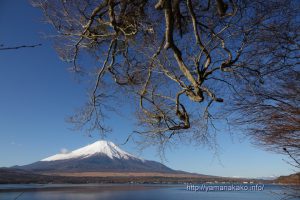 湖畔の木の下から望む富士山