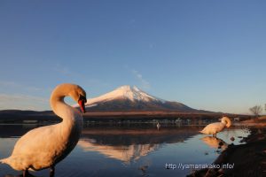 朝日を浴びる白鳥と富士山