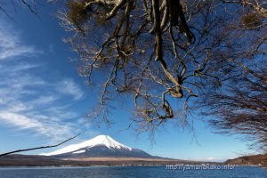 湖に張り出した枝