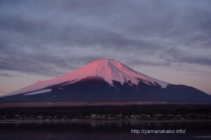 紅富士