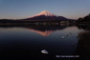 おやすみ中の白鳥と逆さ富士