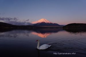薄紅色の富士山と白鳥