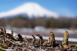 サイクリングロード脇のつくし