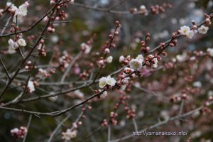 平野天満宮の梅の花