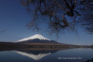 湖に張り出した枝の下から望む富士山