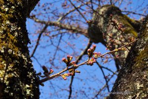 2020 桜の開花定点観測 Vol.04