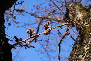 2020 桜の開花定点観測 VOL.05