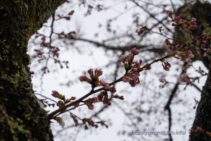 2020 桜の開花定点観測 VOL.07