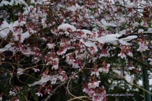 桜に積もる雪