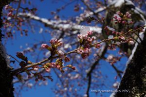 2020 桜の開花定点観測 VOL.08