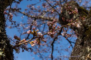 2020 桜の開花定点観測 VOL.09