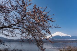 ぽつぽつと咲き始めた長池湖畔の桜と富士山