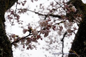 2020 桜の開花定点観測 VOL.11