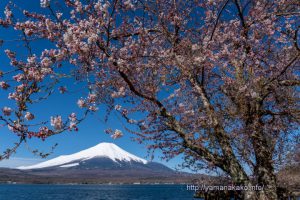 見頃を迎えた長池湖畔の桜と富士山