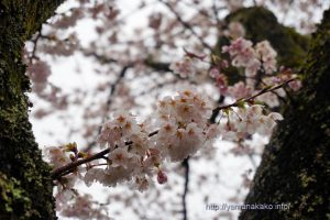 2020 桜の開花定点観測 VOL.12