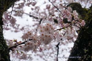 2020 桜の開花定点観測 VOL.13