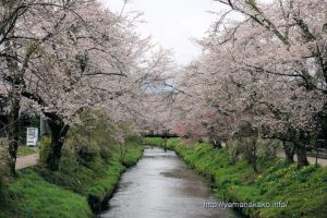 忍野のお宮橋から眺めた桜の様子