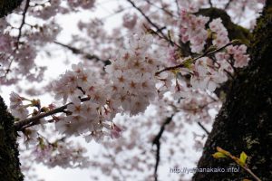 2020 桜の開花定点観測 VOL.14