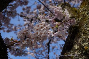 2020 桜の開花定点観測 VOL.15