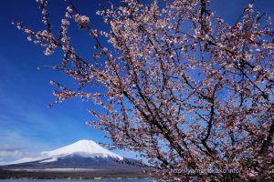 長池親水公園の富士桜