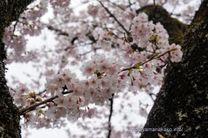 2020 桜の開花定点観測 VOL.16（最終版）