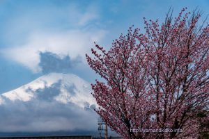 湖畔の八重桜