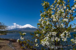 平野湖畔から富士山