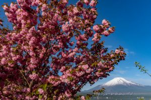 満開の八重桜と富士山