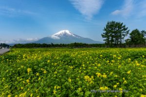 花の都公園のキカラシ