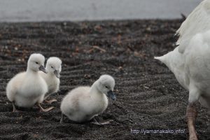 白鳥の赤ちゃん3羽