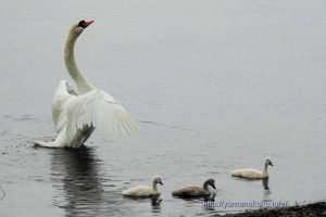 白鳥親子